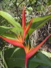 Heliconia_psittacorum_x_spathocircinata__Guyana_-small.jpg