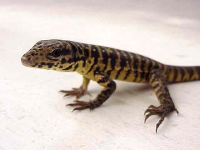 Guyana Lizard
